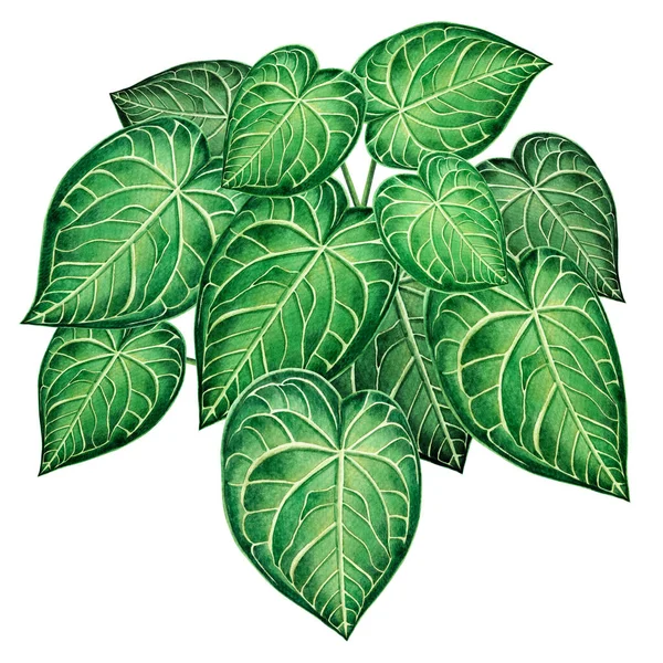 Υδατογραφία Ζωγραφική Μεγάλα Πράσινα Φύλλα Φύλλο Φοίνικα Που Απομονώνονται Λευκό — Φωτογραφία Αρχείου