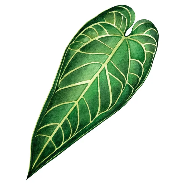 Watercolor Painting Big Green Leaves Palm Leaf Isolated White Background — Stock Photo, Image