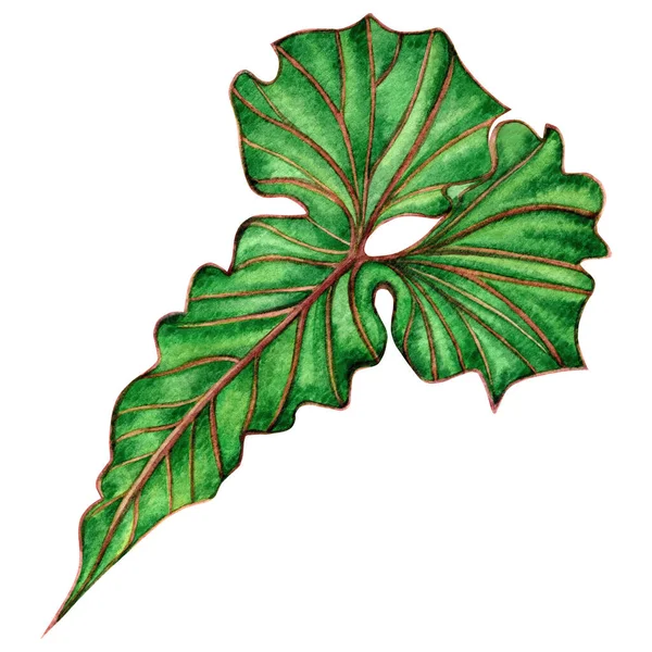 Υδατογραφία Ζωγραφική Μεγάλα Πράσινα Φύλλα Φύλλο Φοίνικα Που Απομονώνονται Λευκό — Φωτογραφία Αρχείου