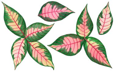 Suluboya boya pembe, yeşil yapraklar, beyaz arkaplanda yalıtılmış palmiye yaprağı. Suluboya seti tropikal boyama, duvar kağıdı için aloha egzotik yaprak, Hawaii tarzı desen. kırpma yolu.