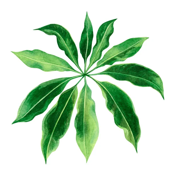 Akvarell Målning Gröna Blad Palmblad Isolerad Vit Bakgrund Akvarell Handmålade — Stockfoto