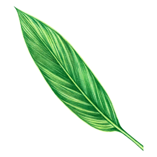 Akvarell Målning Gröna Blad Palmblad Isolerad Vit Bakgrund Akvarell Handritad — Stockfoto