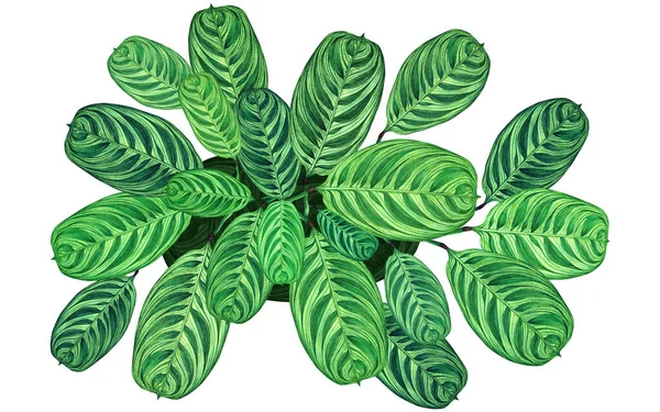 Akvarell Festés Zöld Levelek Pálmafalevél Elszigetelt Fehér Hátteren Akvarell Illusztráció — Stock Fotó