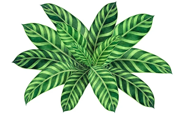 Akvarell Festés Zöld Levelek Pálmalevél Elszigetelt Fehér Háttérben Akvarell Kézzel — Stock Fotó