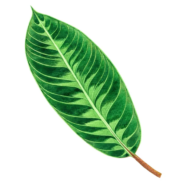 Akvarell Målning Gröna Blad Palmblad Isolerad Vit Bakgrund Akvarell Handritad — Stockfoto