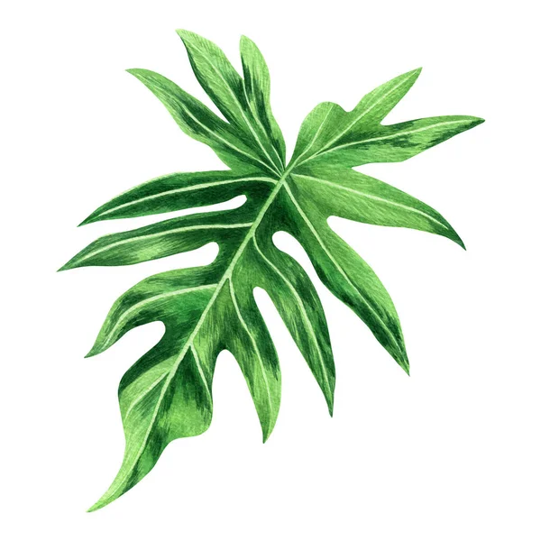 Watercolor Painting Fern Green Leaves Palm Leaf Isolated White Background — Stock Photo, Image