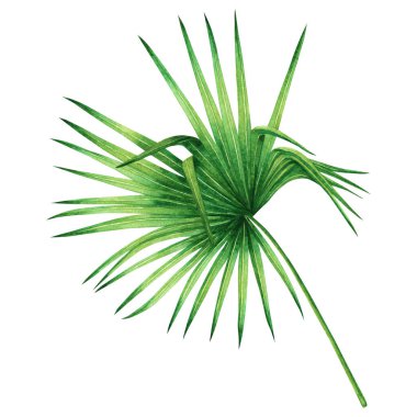 Hindistan cevizi boyası, palmiye yaprağı, beyaz arka planda izinli yeşil izin. Suluboya el resmi, Hawaii tarzı eski duvar kağıtları için tropikal egzotik bir yaprak. Kesme yollu.