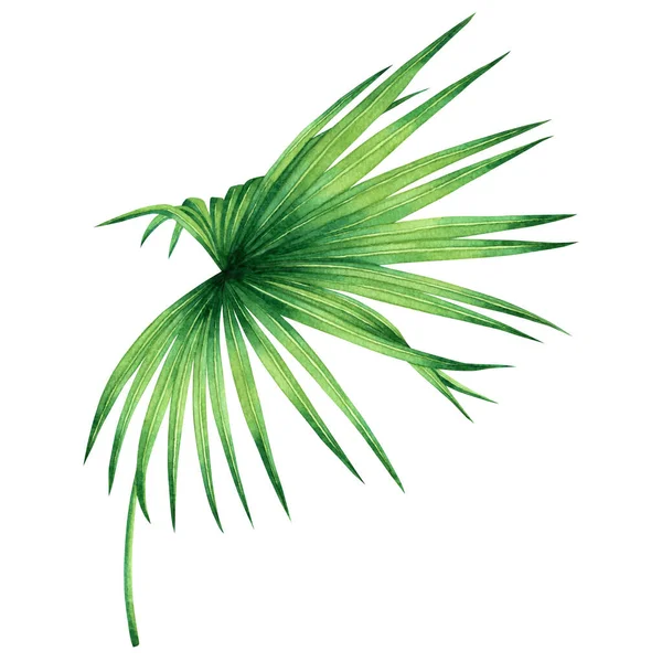 Watercolor Painting Coconut Palm Leaf Green Leave Isolated White Background — Stock Photo, Image