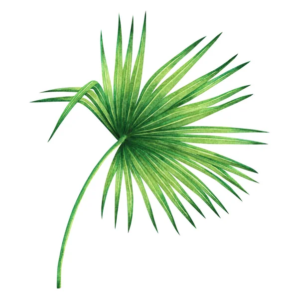 Watercolor Painting Coconut Palm Leaf Green Leave Isolated White Background — стокове фото