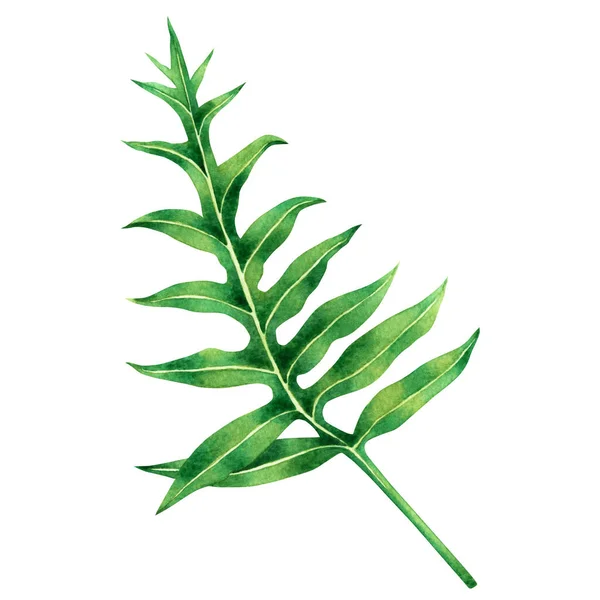 Aquarel Schilderen Varens Groene Bladeren Palmblad Geïsoleerd Witte Achtergrond Aquarel — Stockfoto