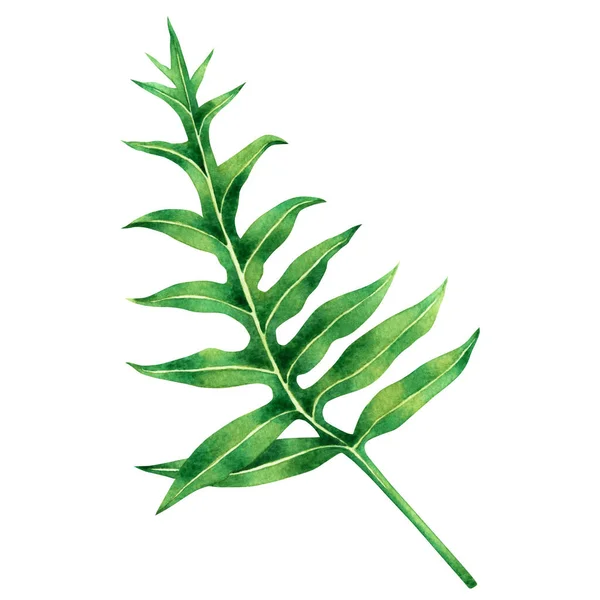 Watercolor Painting Fern Green Leaf Palm Leaf Isolated White Background — стокове фото