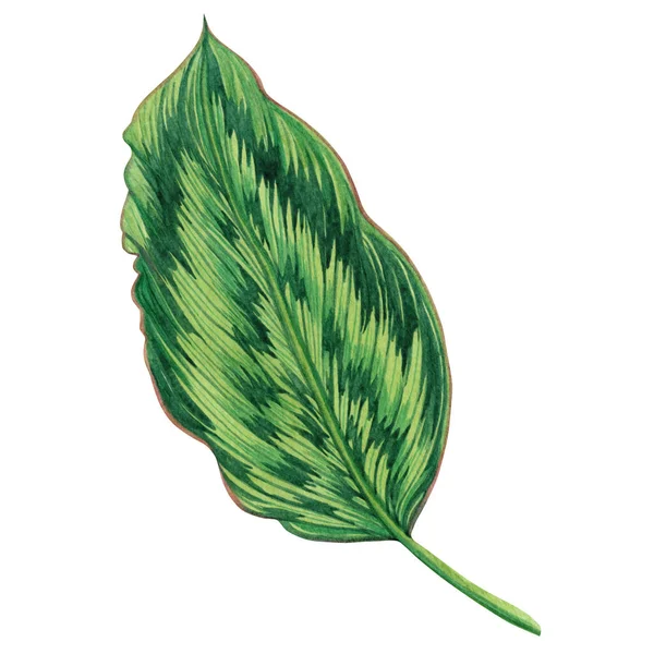 Watercolor Painting Green Leaves Palm Leaf Isolated White Background Watercolor — Stock Photo, Image