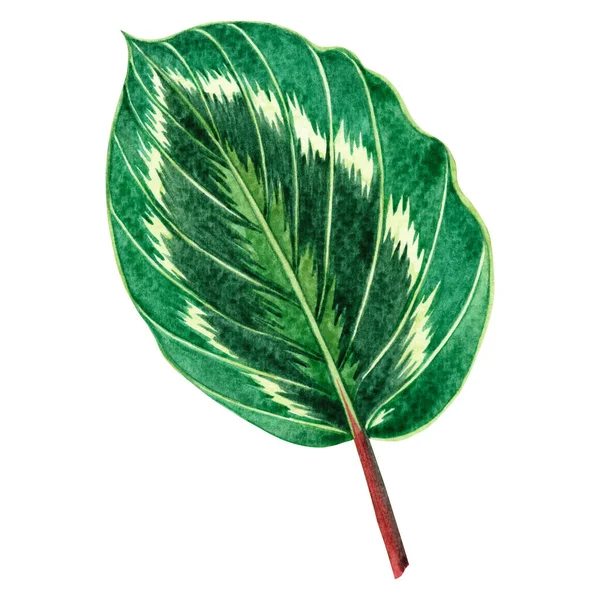 Aquarela Pintura Folhas Verdes Folha Palma Isolada Fundo Branco Aquarela — Fotografia de Stock