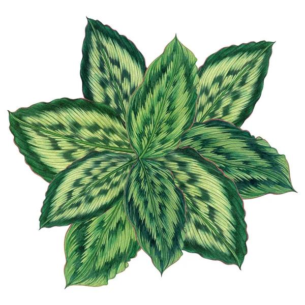 Akvarel Malba Zelená Červené Listy Palmový List Izolované Bílém Pozadí — Stock fotografie