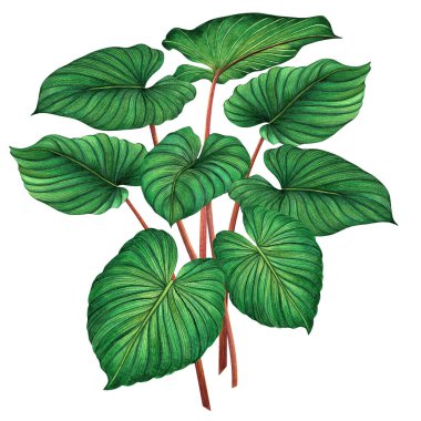 Suluboya yeşil yapraklar, beyaz arka planda izole edilmiş palmiye yaprağı. Suluboya el resmi tropikal, duvar kağıdı ağacı için aloha egzotik yaprak, orman, Hawaii tarzı desen..