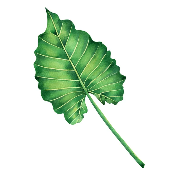 Aquarel Schilderen Grote Groene Bladeren Palmblad Geïsoleerd Witte Achtergrond Aquarel — Stockfoto