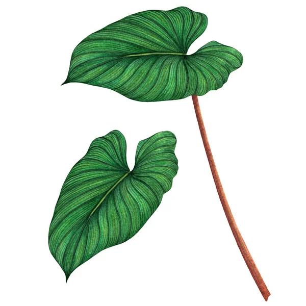 Akvarel Malba Zelené Listy Palmové Listy Izolované Bílém Pozadí Akvarel — Stock fotografie