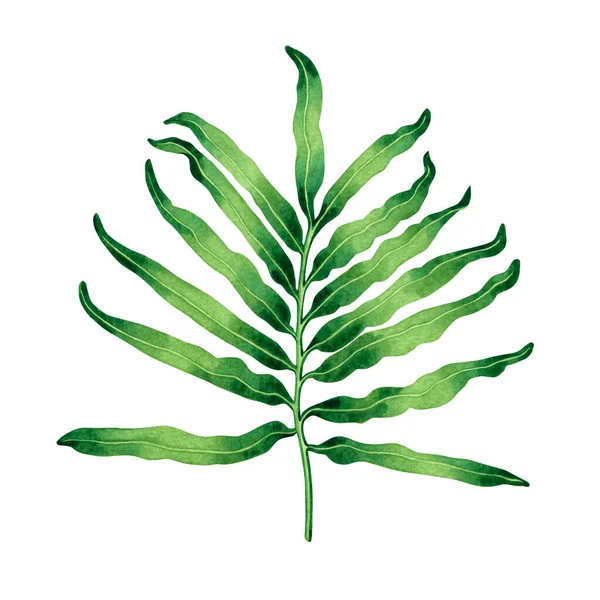 Akvarel Malba Kapradí Zelené Listy Palmový List Izolované Bílém Pozadí — Stock fotografie