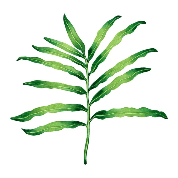 Watercolor Painting Fern Green Leaf Palm Leaf Isolated White Background — стокове фото