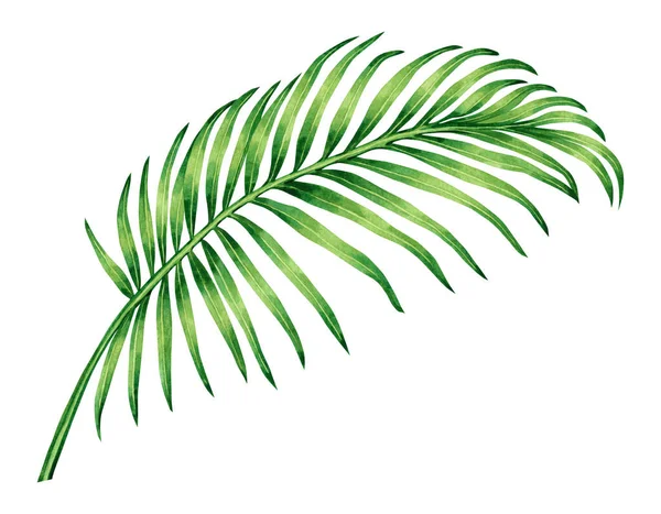Aquarell Malerei Kokosnuss Palmblatt Grüne Blätter Isoliert Auf Weißem Hintergrund — Stockfoto