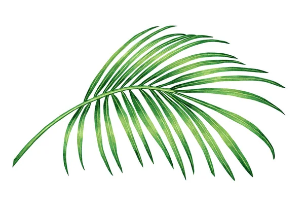 Akvarell Målning Kokos Palmblad Grön Blad Isolerad Vit Bakgrund Akvarell — Stockfoto