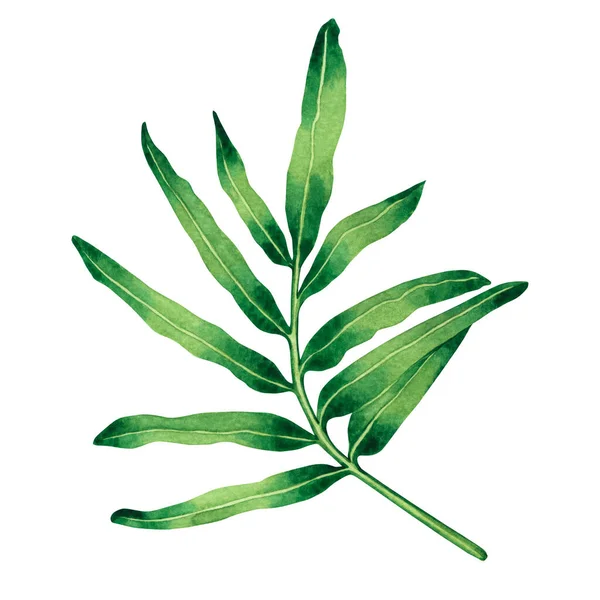 Watercolor Painting Fern Green Leaf Palm Leaf Isolated White Background — стокове фото