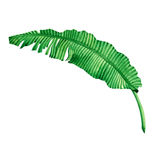 Pittura Acquerello Verde Foglie Banana Isolate Sfondo Bianco Pittura Mano — Foto Stock