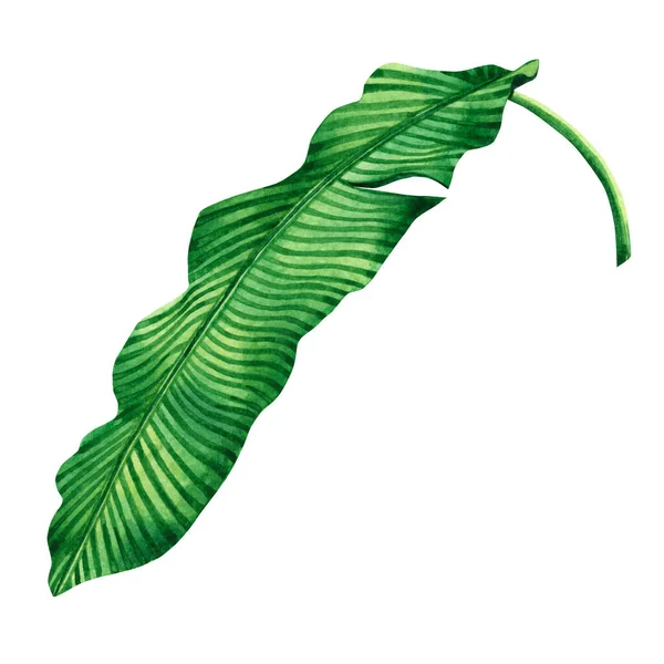 Akvarell Festés Zöld Banán Levelek Zökkenőmentes Minta Fehér Hátter Akvarell — Stock Fotó