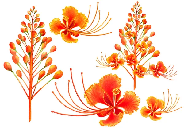 Aquarelle Ensemble Peinture Orange Jaune Fleurs Rouges Fleurs Isolées Sur — Photo