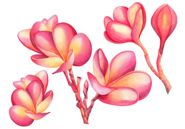 watercolor painting pink blooming flowers isolated on white background.Hand drawn illustration tropical exotic colorful flower for wallpaper summer hawaii style can use suitable for special occasion.