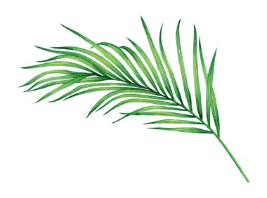 Hindistan cevizi boyası, palmiye yaprağı, beyaz arka planda izinli yeşil izin. Suluboya el resmi, Hawaii tarzı eski duvar kağıtları için tropikal egzotik bir yaprak. Kesme yollu.