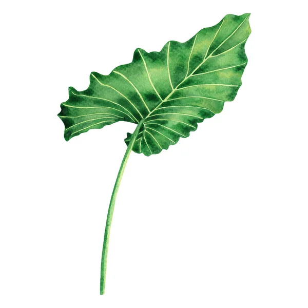 Akvarell Målning Coloasia Gröna Blad Palmblad Isolerad Vit Bakgrund Akvarell — Stockfoto