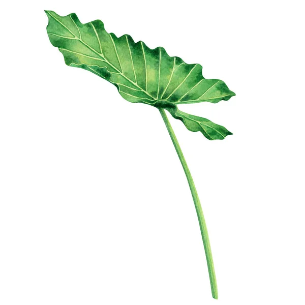 Akvarel Malba Velké Zelené Listy Palmový List Izolované Bílém Pozadí — Stock fotografie