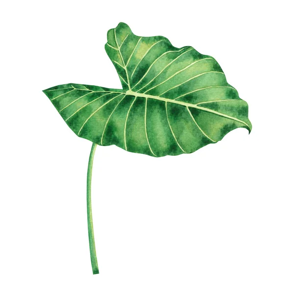 Akvarell Målning Coloasia Gröna Blad Palmblad Isolerad Vit Bakgrund Akvarell — Stockfoto
