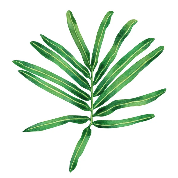 Akvarell Målning Ormbunke Gröna Blad Palmblad Isolerad Vit Bakgrund Akvarell — Stockfoto