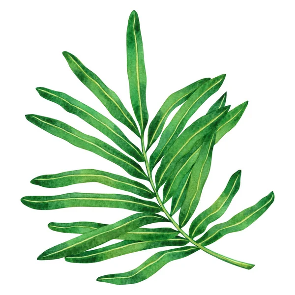 Aquarela Pintura Samambaia Folhas Verdes Folha Palma Isolada Fundo Branco — Fotografia de Stock