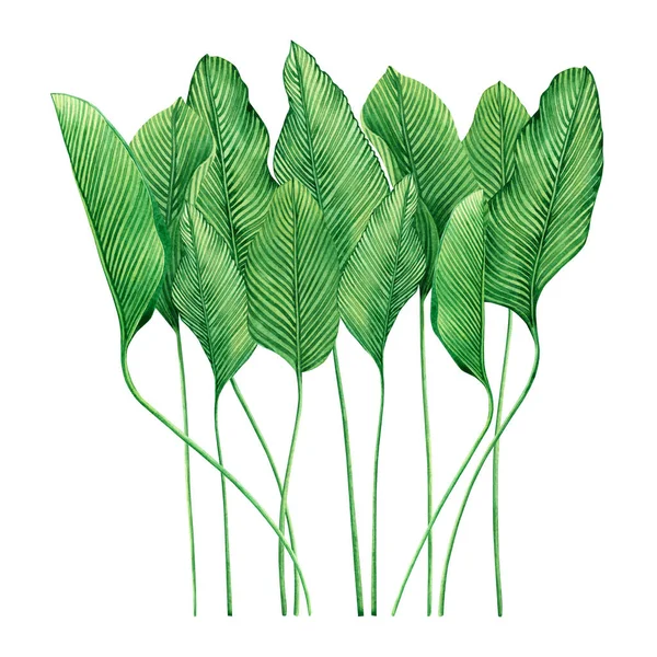 Aquarel Schilderen Tropische Groene Bladeren Palmblad Geïsoleerd Witte Achtergrond Aquarel — Stockfoto