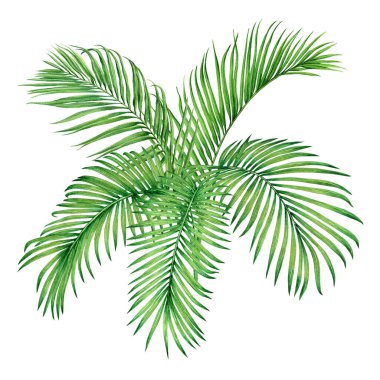 Suluboya ağacı hindistan cevizi, palmiye yaprağı, beyaz arka planda izinli yeşil izin. Watercolor el boyaması tropikal ağaç yaprağı, Hawaii orman tarzı duvar kağıdı için.