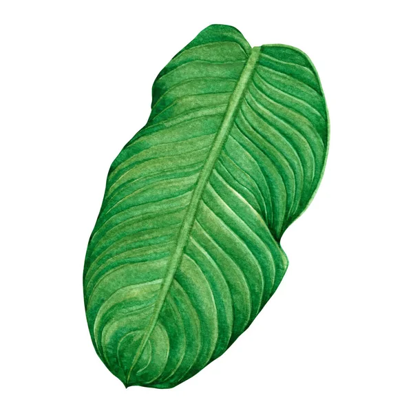 Aquarell Malerei Grüne Blätter Palmblatt Isoliert Auf Weißem Hintergrund Aquarell — Stockfoto