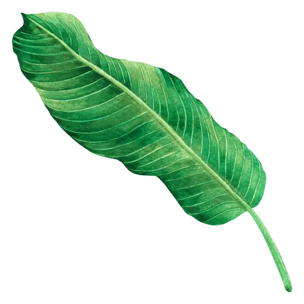 Suluboya yeşil yapraklar, beyaz arka planda izole edilmiş palmiye yaprağı. Suluboya el resmi tropikal, aloha egzotik duvar kâğıdı Hawaii tarzı desen. Kesme yolu ile..