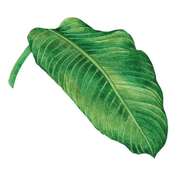 Suluboya Yeşil Yapraklar Beyaz Arka Planda Izole Edilmiş Palmiye Yaprağı — Stok fotoğraf