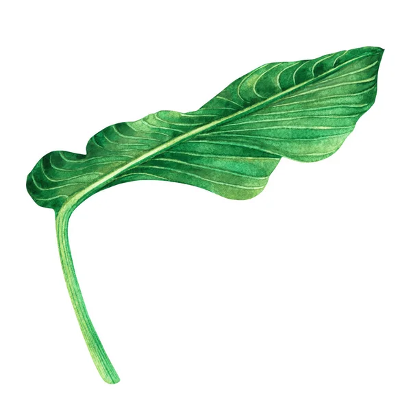 Akvarel Maleri Grønne Blade Palmeblad Isoleret Hvid Baggrund Akvarel Håndmalet - Stock-foto