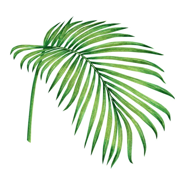 Hindistan cevizi boyası, palmiye yaprağı, beyaz arka planda izinli yeşil izin. Suluboya el resmi, Hawaii tarzı eski duvar kağıtları için tropikal egzotik bir yaprak. Kesme yollu..