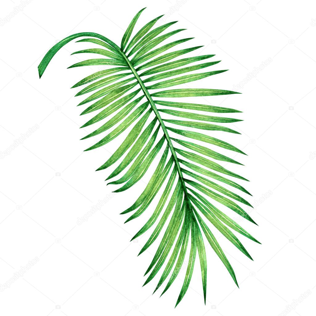 Watercolor painting coconut, palm leaf,green leave isolated on white background.Watercolor hand painted illustration tropical exotic leaf for wallpaper vintage Hawaii style pattern.With clipping path