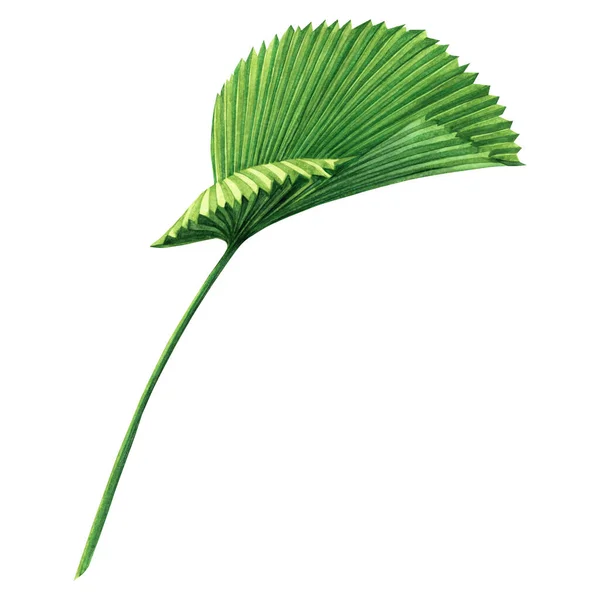 Watercolor Painting Coconut Palm Leaf Green Leaves Isolated White Background — Stock Photo, Image