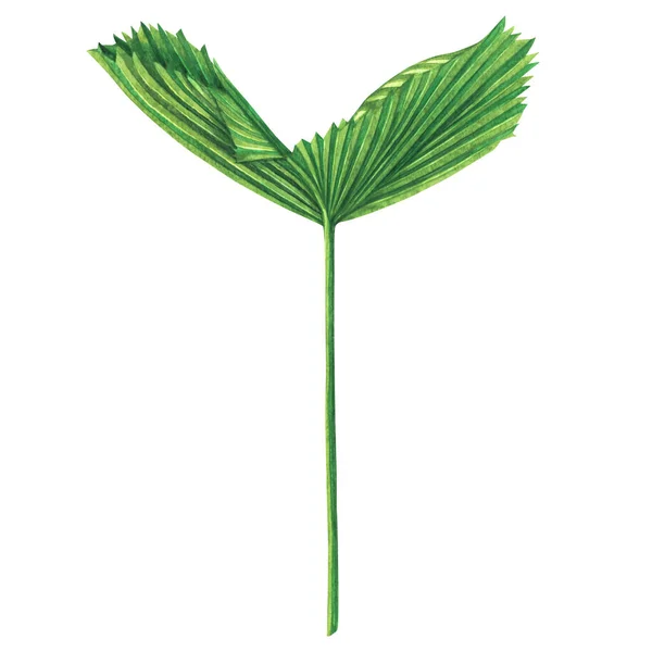Watercolor Painting Coconut Palm Leaf Green Leaves Isolated White Background — Stock Photo, Image