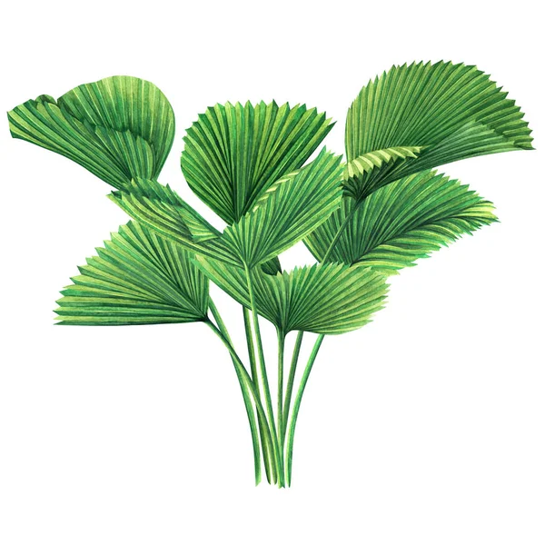 Aquarelverf Boom Kokosnoot Palmblad Groene Bladeren Geïsoleerd Witte Achtergrond Aquarelverf — Stockfoto