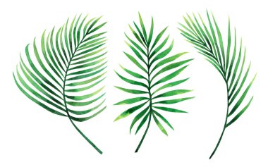Suluboya resim seti, hindistan cevizi, palmiye yaprağı, beyaz arka planda izinli yeşil izin. Suluboya el resmi, Hawaii tarzı eski model duvar kağıtları için tropikal egzotik yaprak. kırpma yolu.