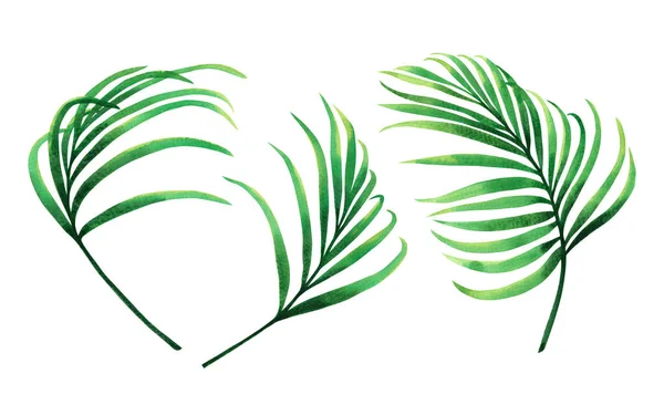 Akvarel Malba Set Kokosový Palmový List Zelená Dovolená Izolované Bílém — Stock fotografie