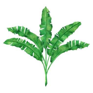 Beyaz arka planda izole edilmiş suluboya yeşil yapraklar. Suluboya el boyası çizimi palmiye, muz izli tropikal yaprak duvar kâğıdı klasik Hawaii tarzı desen. Kesme yolu ile.